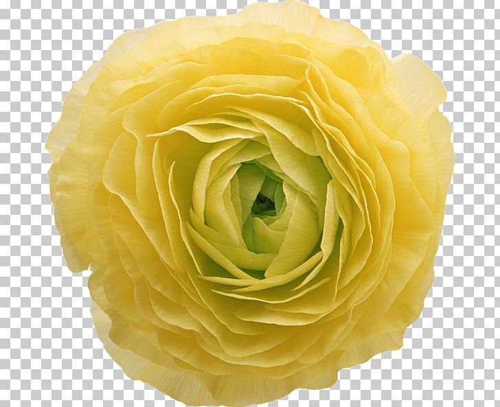 Flower Yellow PNG, Clipart, Color, Cut Flowers, Digital Image, Encapsulated Postscript, Floribunda Free PNG Download