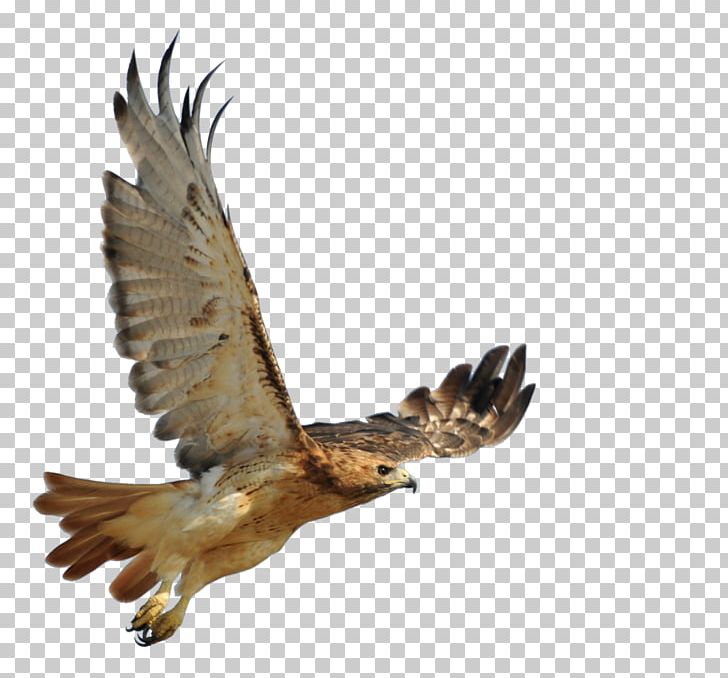 Red-tailed Hawk Buzzard Bird European Robin PNG, Clipart, Accipitriformes, American Robin, Animal, Animals, Arctic Fox Free PNG Download