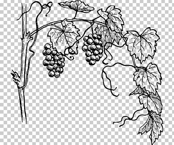 Vine Drawing Free Content PNG, Clipart, Black, Black And White, Branch, Coloring Book, Computer Icons Free PNG Download