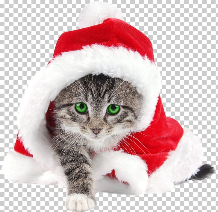 Kitten Cat Santa Claus Christmas Reindeer PNG, Clipart, Animals, Carnivoran, Cat Like Mammal, Christma, Christmas Card Free PNG Download