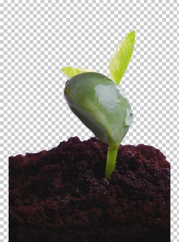 Leaf Shoot Seedling Soil Plant PNG, Clipart, Bud, Data, Data Compression, Germination, Green Free PNG Download
