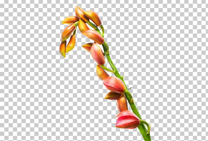 Oil Painting Petal PNG, Clipart, Bud, Designer, Download, Flower, Flower Bouquet Free PNG Download