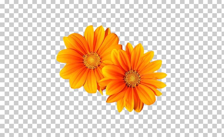 Transvaal Daisy Flower Orange PNG, Clipart, Blume, Calendula, Chrysanths, Cut Flowers, Daisy Family Free PNG Download