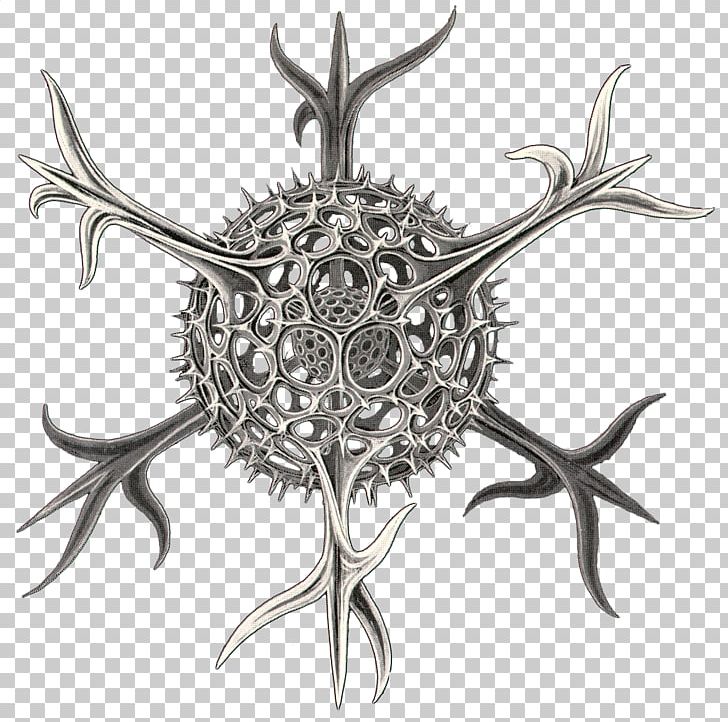 Art Forms In Nature Radiolaria Spumellaria Recapitulation Theory Biologist PNG, Clipart, Algae, Antler, Art Forms In Nature, Biologist, Ernst Haeckel Free PNG Download
