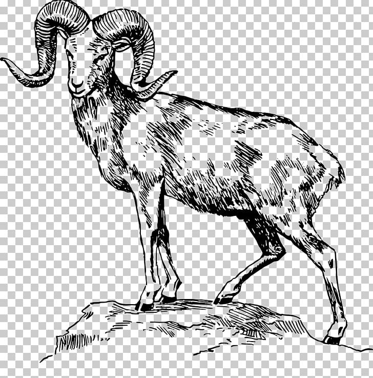 Bighorn Sheep Ram Trucks Animal Illustrations Drawing PNG, Clipart, Animals, Argali, Bighorn Sheep, Black And White, Cattle Like Mammal Free PNG Download