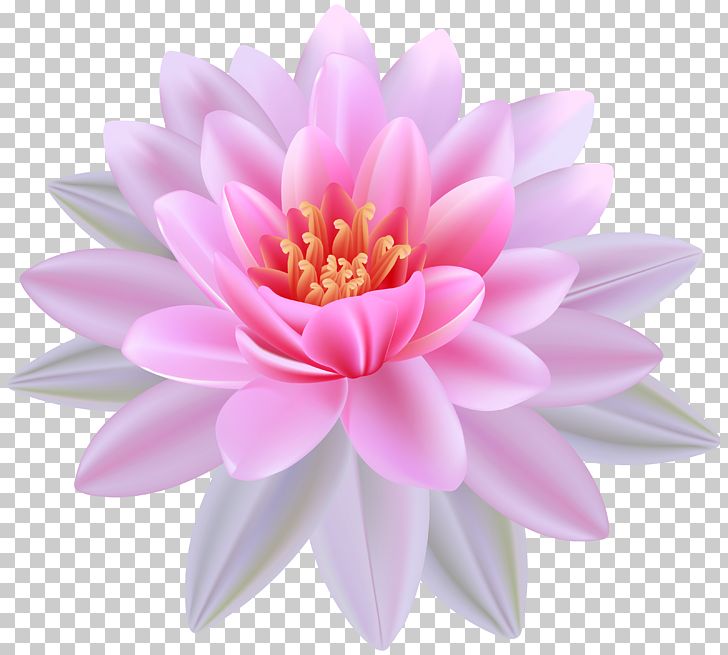 Egyptian Lotus Nymphaea Alba PNG, Clipart, Aquatic Plant, Chrysanths, Clipart, Clip Art, Dahlia Free PNG Download
