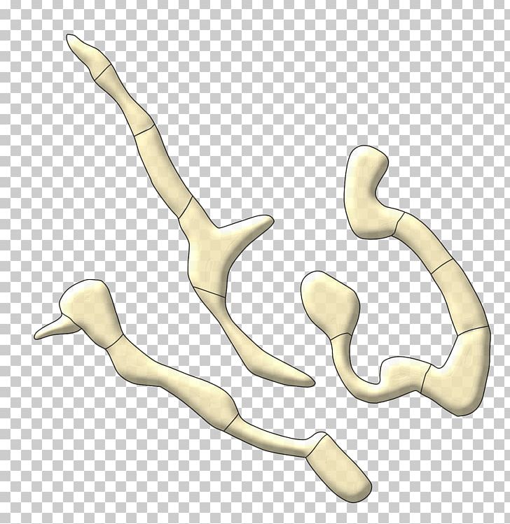 Thumb Animal Line PNG, Clipart, Animal, Arm, Art, Bone, Finger Free PNG Download