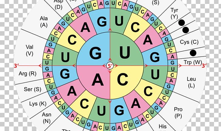 Translation Genetic Code RNA Amino Acid DNA Codon Table PNG, Clipart, Acid, Amino Acid, Area, Circle, Clock Free PNG Download