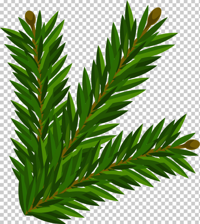 Palm Trees PNG, Clipart, Branch, English Yew, Evergreen, Houseplant, Larch Free PNG Download
