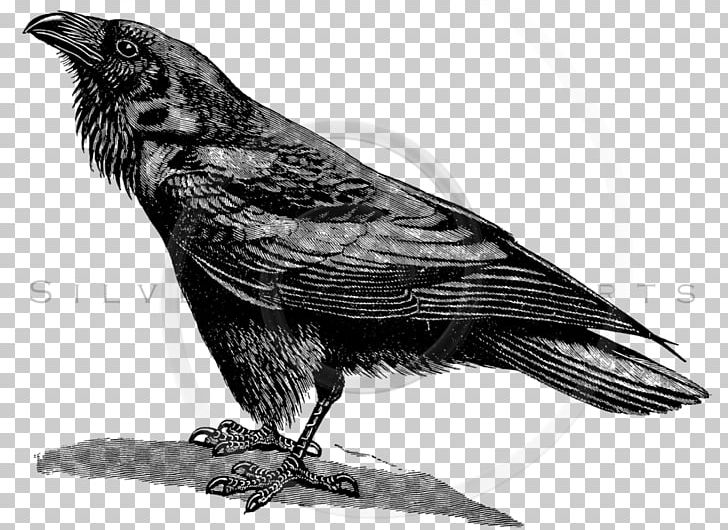 American Crow Common Raven Poster Illustration PNG, Clipart, American Crow, Animals, Beak, Bird, Black And White Free PNG Download