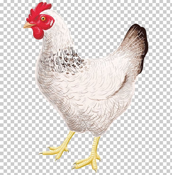 Chicken Coop Sticker Rooster T-shirt PNG, Clipart, Adhesive, Animals, Beak, Bird, Chicken Free PNG Download