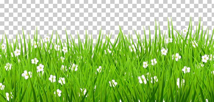 Lawn PNG, Clipart, Clipart, Clip Art, Commodity, Computer Wallpaper, Easter Free PNG Download