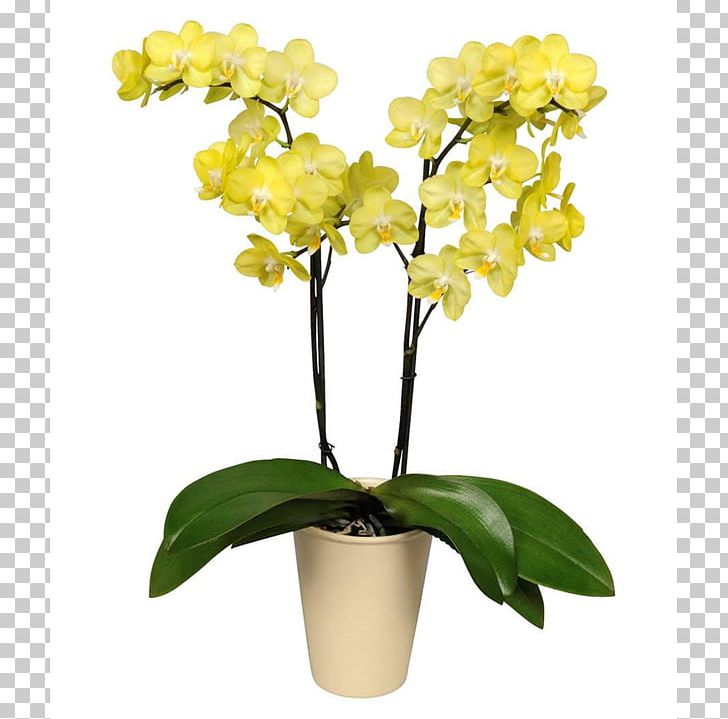 Moth Orchids Cut Flowers Cattleya Orchids PNG, Clipart, Bird Of Paradise Flower, Cattleya Orchids, Epiphyte, Flower, Flowering Plant Free PNG Download