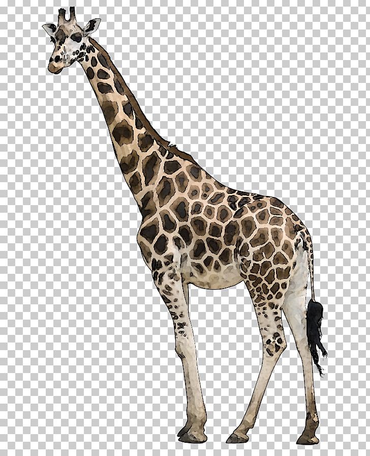 Neck Pain Giraffe Stock Photography PNG, Clipart, Alamy, Animal, Animal Figure, Animals, Camelopardalis Free PNG Download