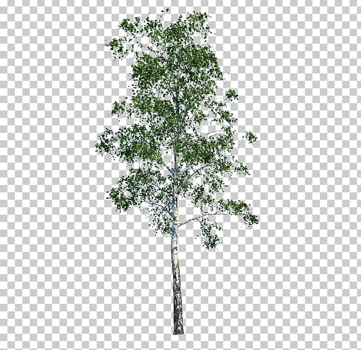 Tree Populus Nigra Architecture PNG, Clipart, Arborist, Architectural Rendering, Architecture, Birch, Birch Family Free PNG Download