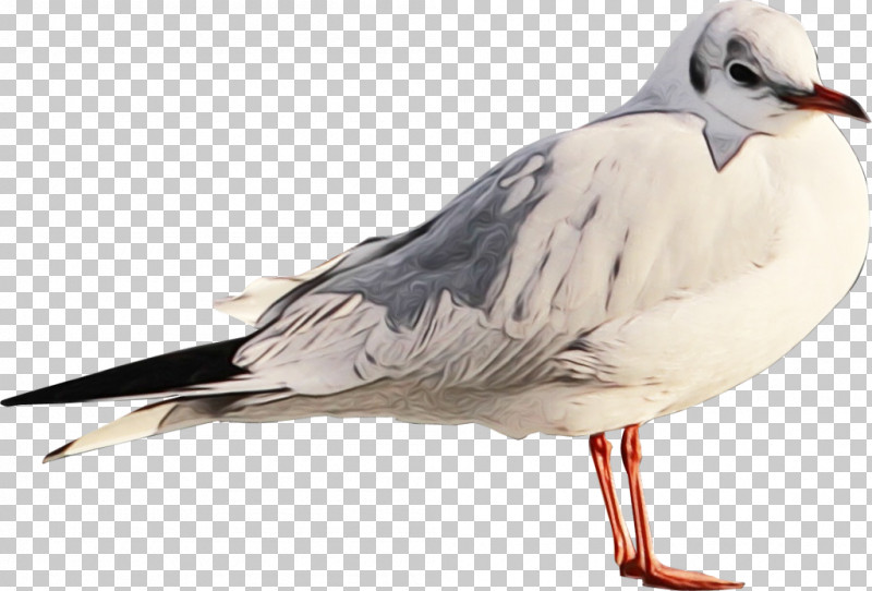 Feather PNG, Clipart, American Herring Gull, Beak, Biology, Birds, European Herring Gull Free PNG Download