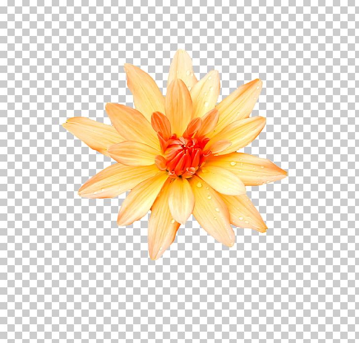 Dahlia Chrysanthemum Cut Flowers Petal PNG, Clipart, Chrysanthemum, Chrysanths, Cut Flowers, Dahlia, Daisy Family Free PNG Download