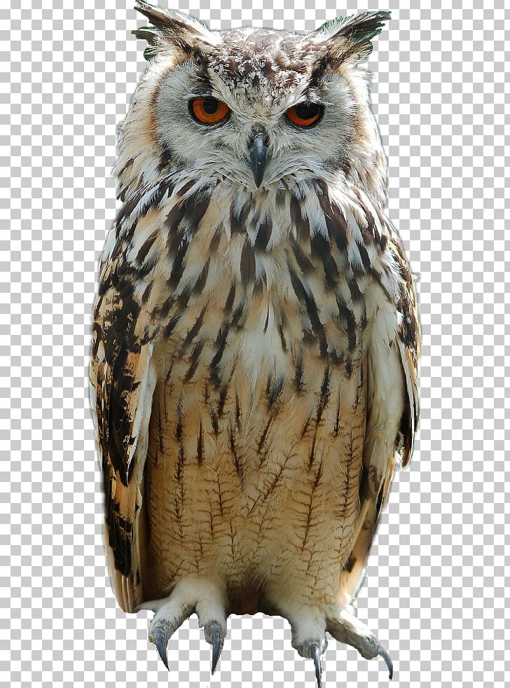 Great Horned Owl Bird Eurasian Eagle-owl Baby Owls PNG, Clipart, Animal, Animals, Baby Owls, Beak, Bird Free PNG Download