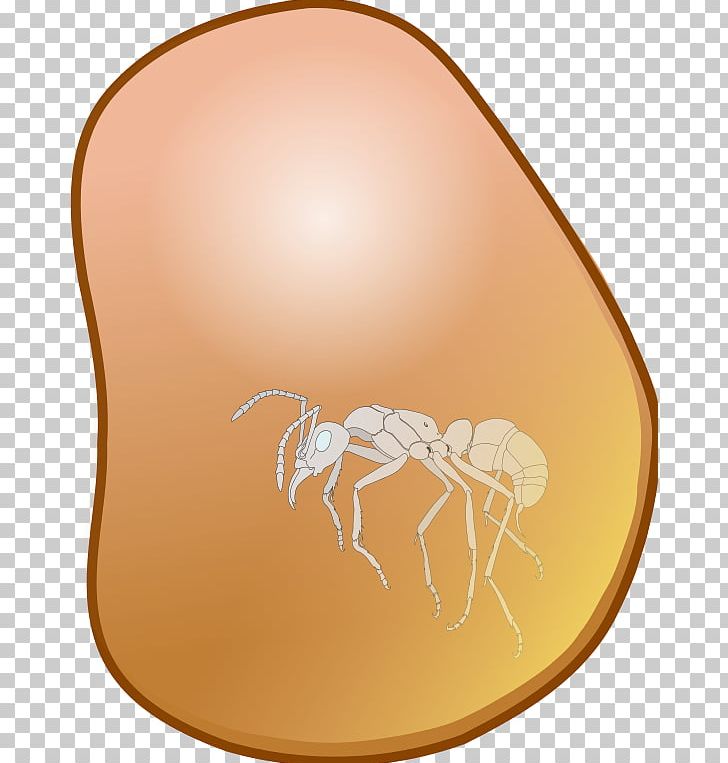 Kilobyte PNG, Clipart, Ambrosia Beetle, Animal, Egg, Insect, Invertebrate Free PNG Download