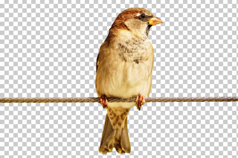 Bird PNG, Clipart, Beak, Bird, Emberizidae, Finch, House Sparrow Free PNG Download