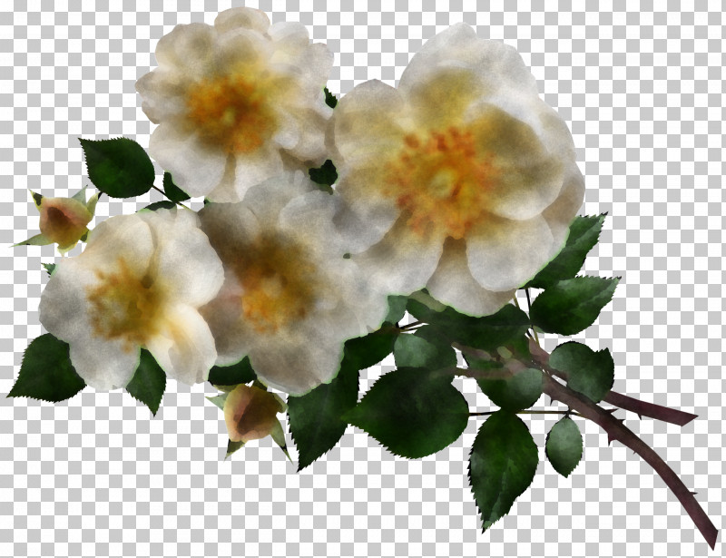 Garden Roses PNG, Clipart, Blossom, Cabbage Rose, Dogrose, Evergreen Rose, Garden Free PNG Download