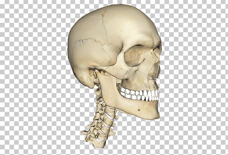 Atlas Of Anatomy Human Body Human Head Homo Sapiens PNG, Clipart, Anatomy, Atlas, Atlas Of Anatomy, Body Human, Bone Free PNG Download
