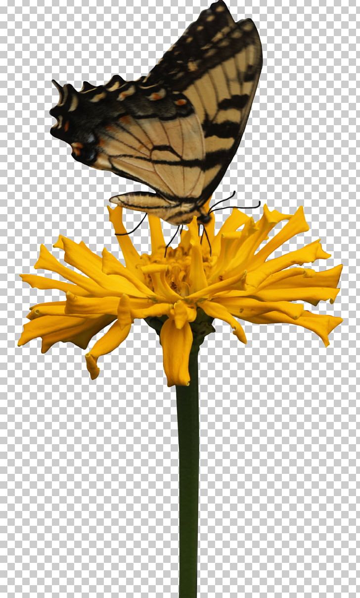 Butterfly Printing Yellow PNG, Clipart, Arthropod, Brush Footed Butterfly, Butterfly, Color, Cut Flowers Free PNG Download