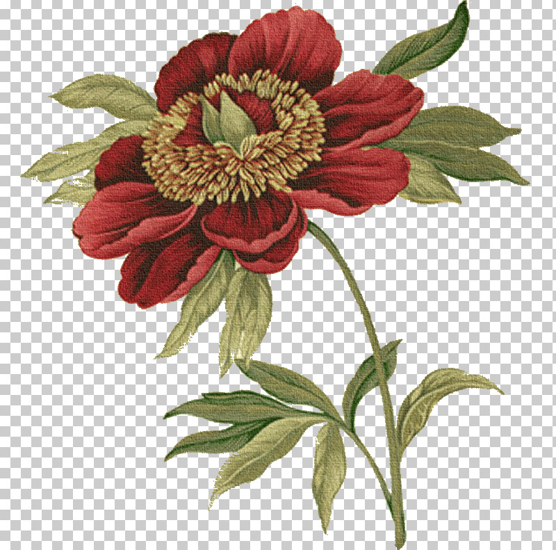 Flower Plant Petal Cut Flowers Gazania PNG, Clipart, Common Peony, Common Zinnia, Cut Flowers, Drawing Flower, Floral Drawing Free PNG Download