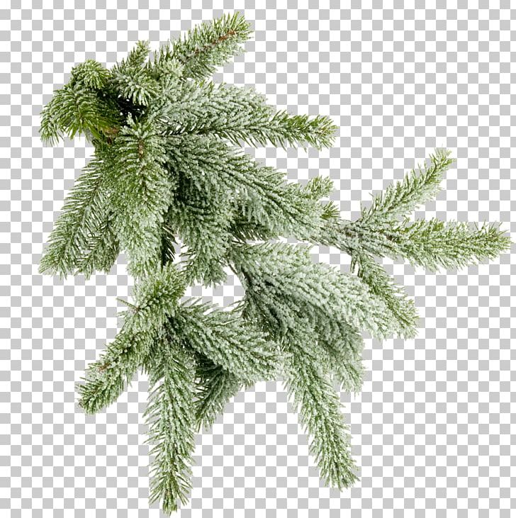 Christmas Ornament Spruce Tree PNG, Clipart, Albom, Branch, Christmas, Christmas Decoration, Christmas Ornament Free PNG Download