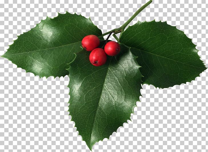 Mistletoe Christmas PNG, Clipart, Aquifoliaceae, Aquifoliales, Berry, Cherry, Christmas Free PNG Download