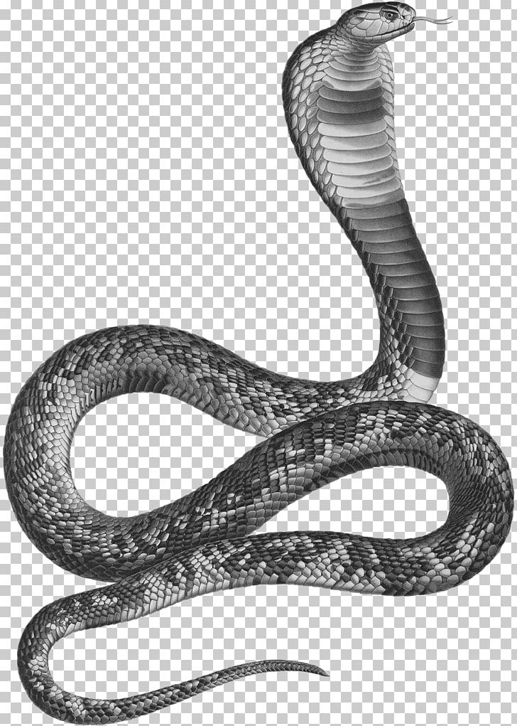 Snakes Ancient Egypt Asp Egyptian Cobra PNG, Clipart, Ancient Egypt, Asp, Aspic, Black And White, Cobra Free PNG Download