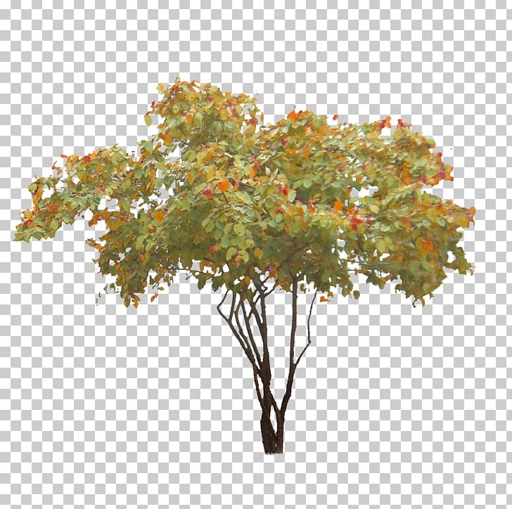 Treelet Clipping Path Shadbush PNG, Clipart, Branch, Clipping, Clipping Path, Leaf, Maple Tree Free PNG Download