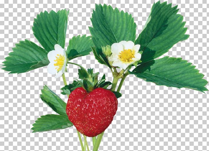 Wild Strawberry Varenye Red Raspberry PNG, Clipart, Auglis, Berry, Bread, Currant, Drawing Free PNG Download