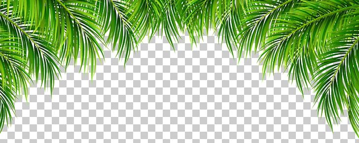 Arecaceae Leaf PNG, Clipart, Arecaceae, Arecales, Branch, Clip Art, Computer Wallpaper Free PNG Download