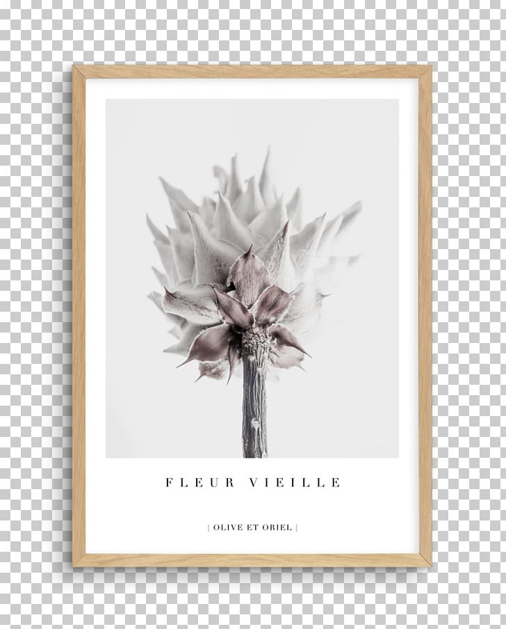 King Protea Cut Flowers Petal Floral Design PNG, Clipart, Cut Flowers, Floral Design, Flower, Flowering Plant, Gift Free PNG Download