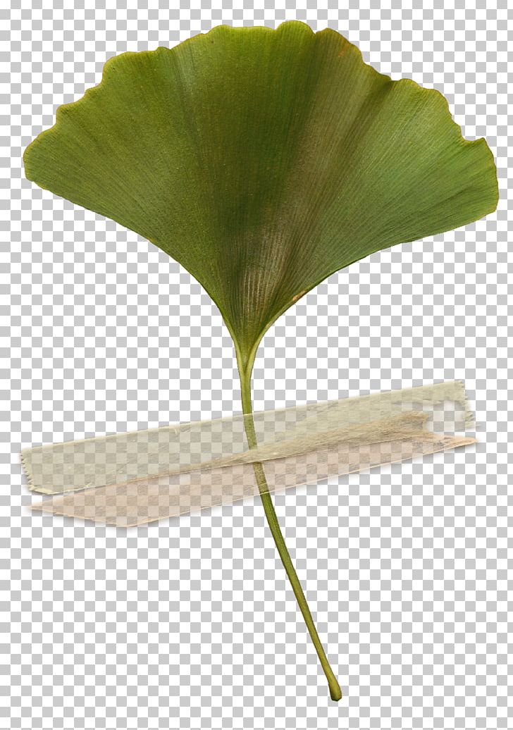 Leaf Plant Stem PNG, Clipart, Ginko, Leaf, Plant, Plant Stem, Tree Free PNG Download