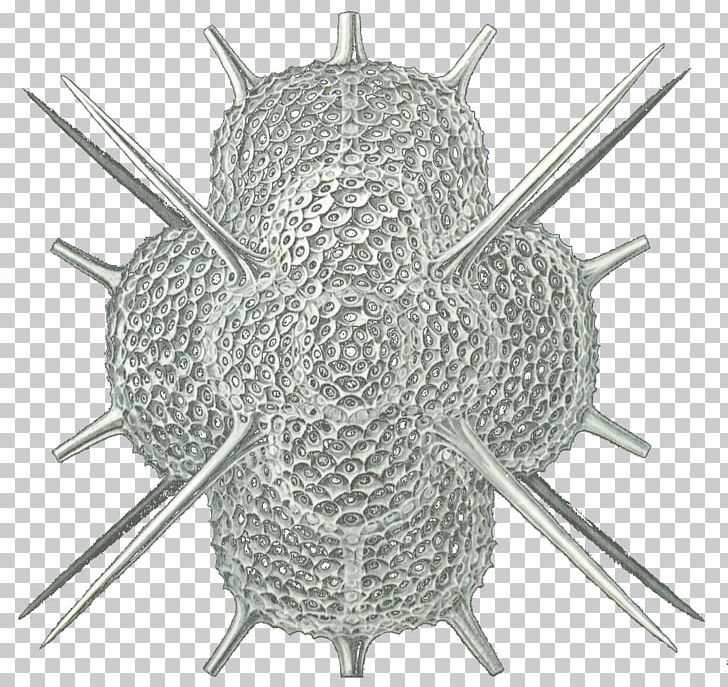 Radiolaria Forams Protist Eukaryote Spumellaria PNG, Clipart, Cre, Diagram, Eukaryote, Fantasy, Foc Free PNG Download