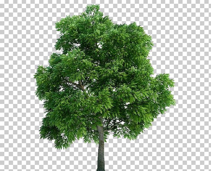 Architectural Rendering 3D Computer Graphics Plant Tree Architecture PNG, Clipart, 3d Computer Graphics, 3d Modeling, 3d Rendering, Branch, Deciduous Free PNG Download