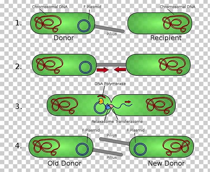 Bacterial Conjugation Pilus Plasmid Fertility Factor PNG, Clipart, Area, Bacteria, Bacterial Cell Structure, Bacterial Conjugation, Cell Free PNG Download