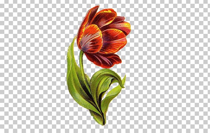 Flower Lilium Illustration PNG, Clipart, Art, Color, Cut Flowers, Downloads, Euclidean Vector Free PNG Download