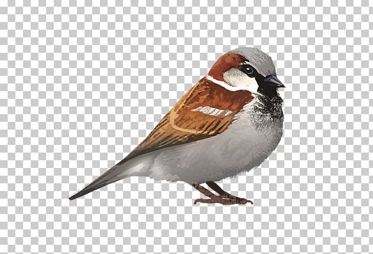 House Sparrow Lovebird Cockatiel PNG, Clipart, American Sparrows, Animals, Artstation, Beak, Bird Free PNG Download