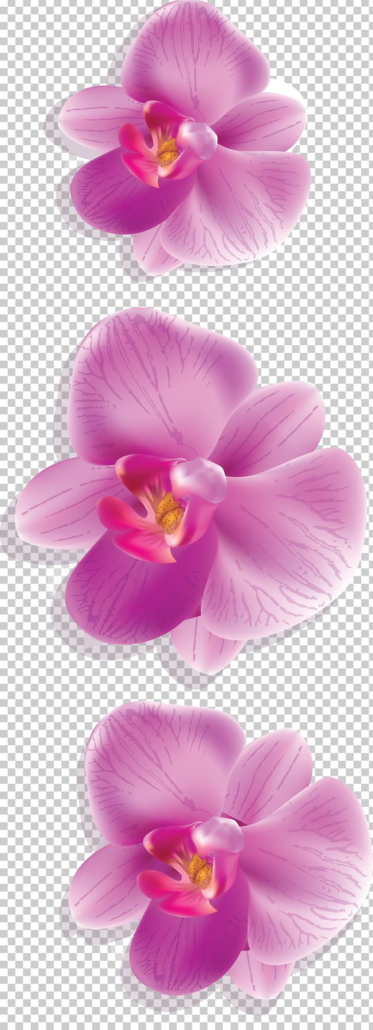 Moth Orchids Decoupage PNG, Clipart, Flower, Flowering Plant, Lilac, Magenta, Mallow Family Free PNG Download