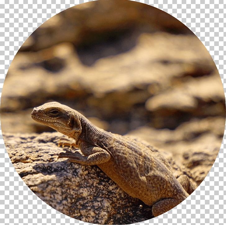 Social Media Dragon Lizards Photographer Photographic Assistant PNG, Clipart, Agama, Agamidae, Animal, Concert Tour, Fauna Free PNG Download