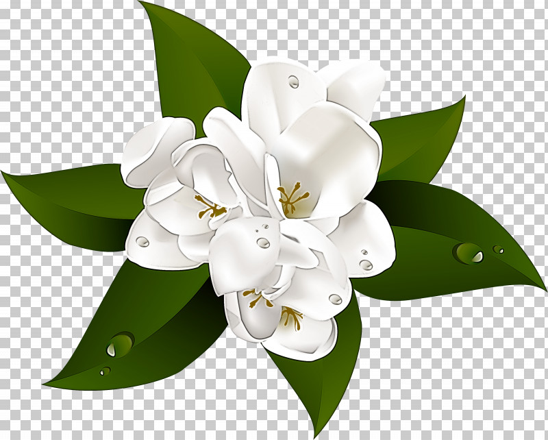 Floral Design PNG, Clipart, Biology, Cut Flowers, Floral Design, Flower, Flower Bouquet Free PNG Download