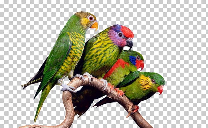 Bird Centerblog Nature GIF PNG, Clipart, Akhir Pekan, Animal, Animals, Beak, Beauty Free PNG Download