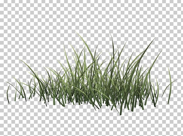 Drawing Herbaceous Plant PNG, Clipart, Desktop Wallpaper, Digital Image, Drawing, Grass, Grass Family Free PNG Download