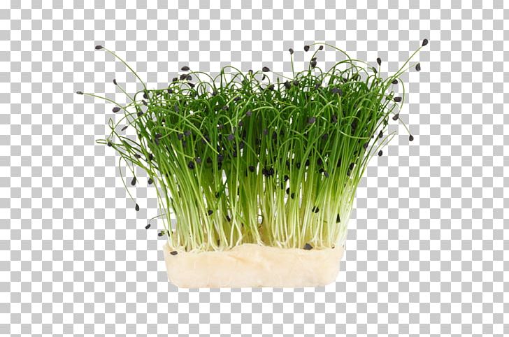 Herb Garden Cress Chives Sprouting Dill PNG, Clipart, Asparagus, Benih, Carrot, Chive, Chives Free PNG Download