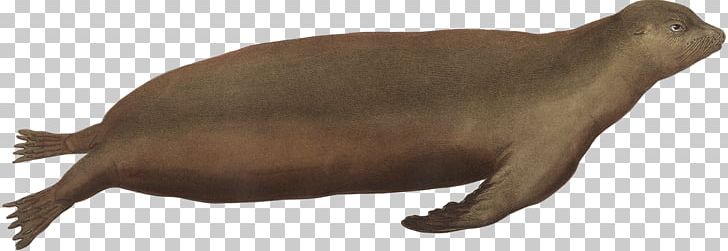 Sea Lion Fauna Wildlife Animal PNG, Clipart, Animal, Animal Figure, Carnivoran, Fauna, Lion Free PNG Download