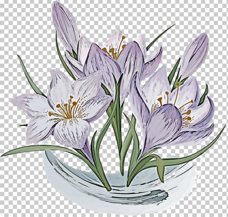 Flower Plant Petal Crocus Lily PNG, Clipart, Amaryllis Belladonna, Crocus, Flower, Lily, Lily Family Free PNG Download
