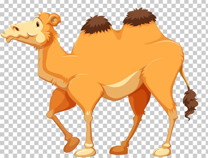 Camel Cartoon Stock Photography PNG, Clipart, Animal, Animals, Arabian Camel, Balloon Cartoon, Boy Cartoon Free PNG Download